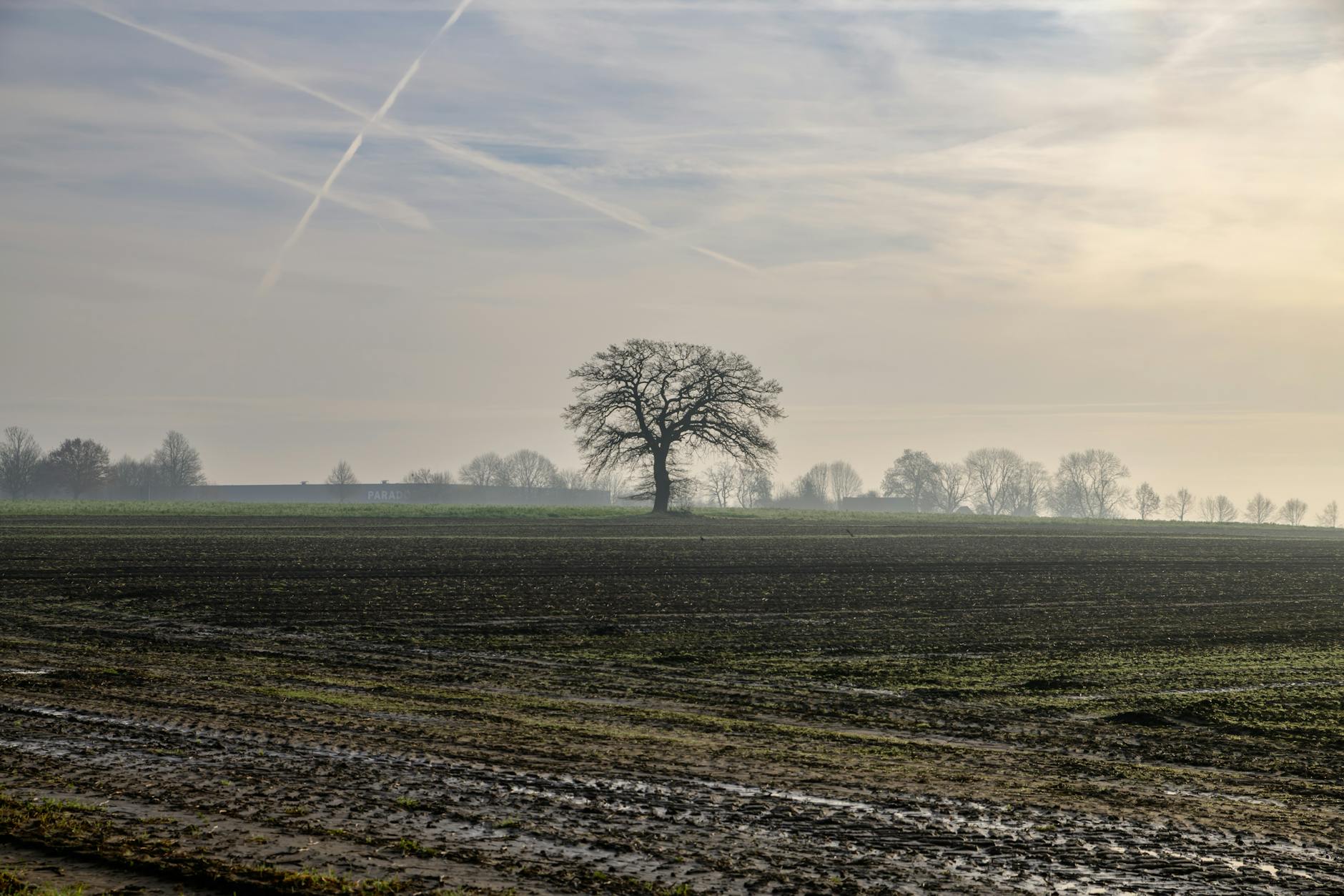 solitary oak tree in misty winter field