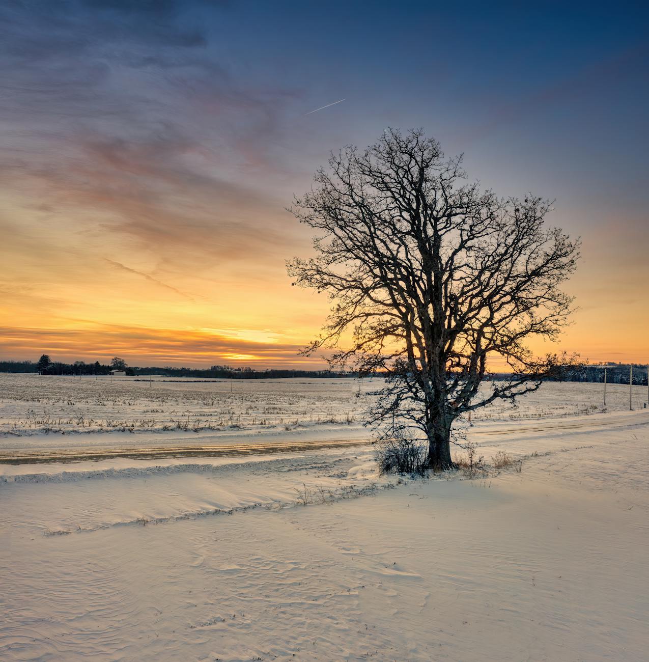 barren tree at dusk in winter